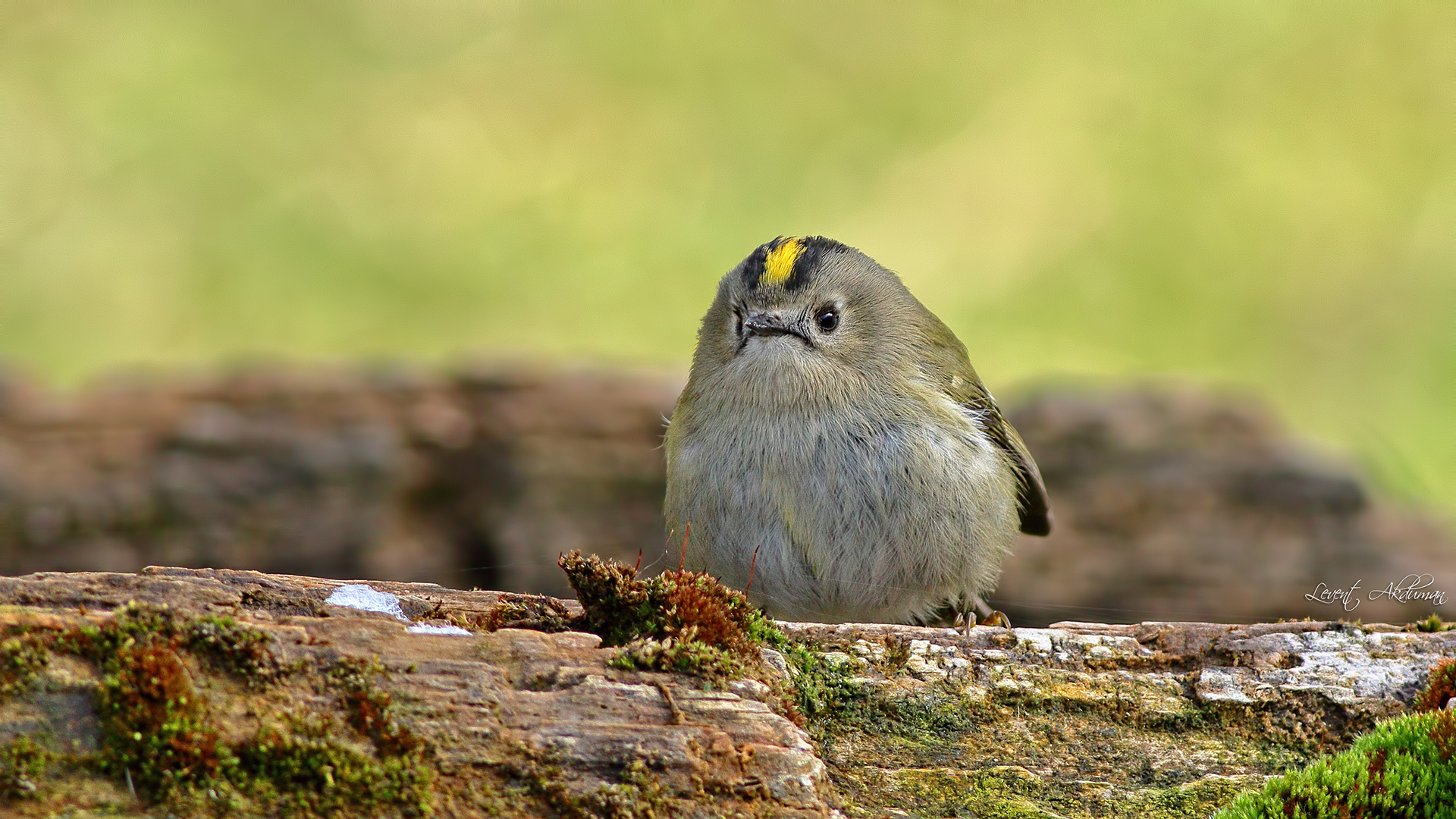 Goldcrest